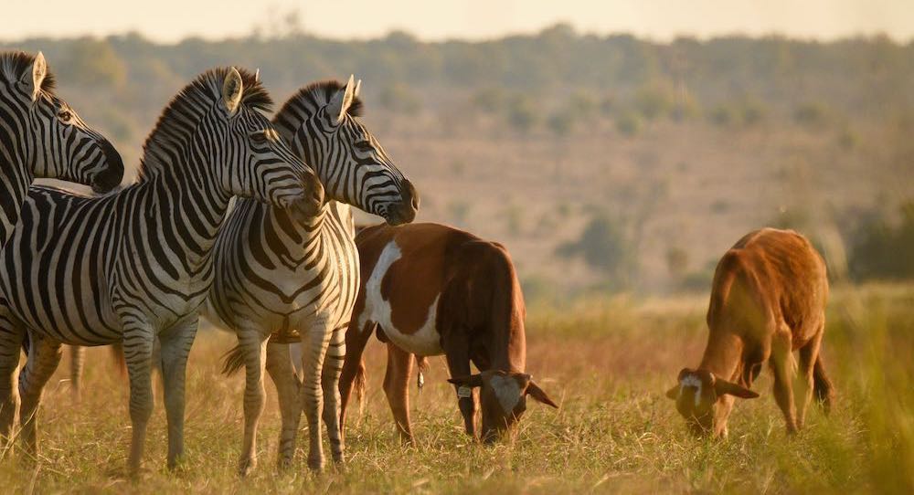 Keep Namibia's Wildlife on the Land