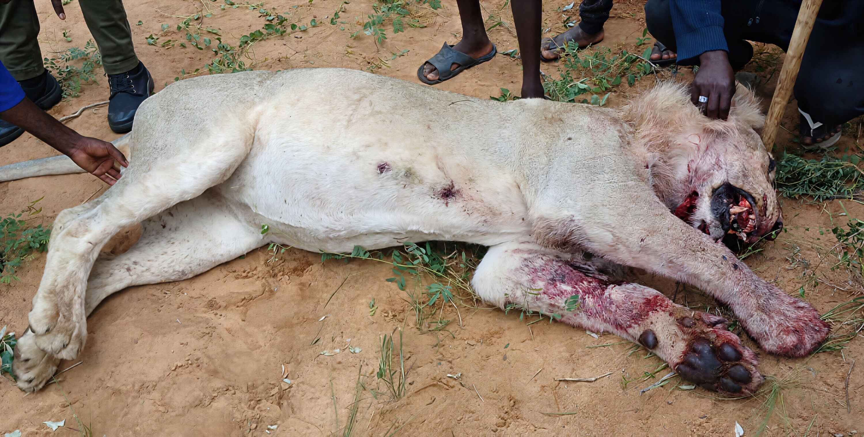 The lion laying dead on the ground.
