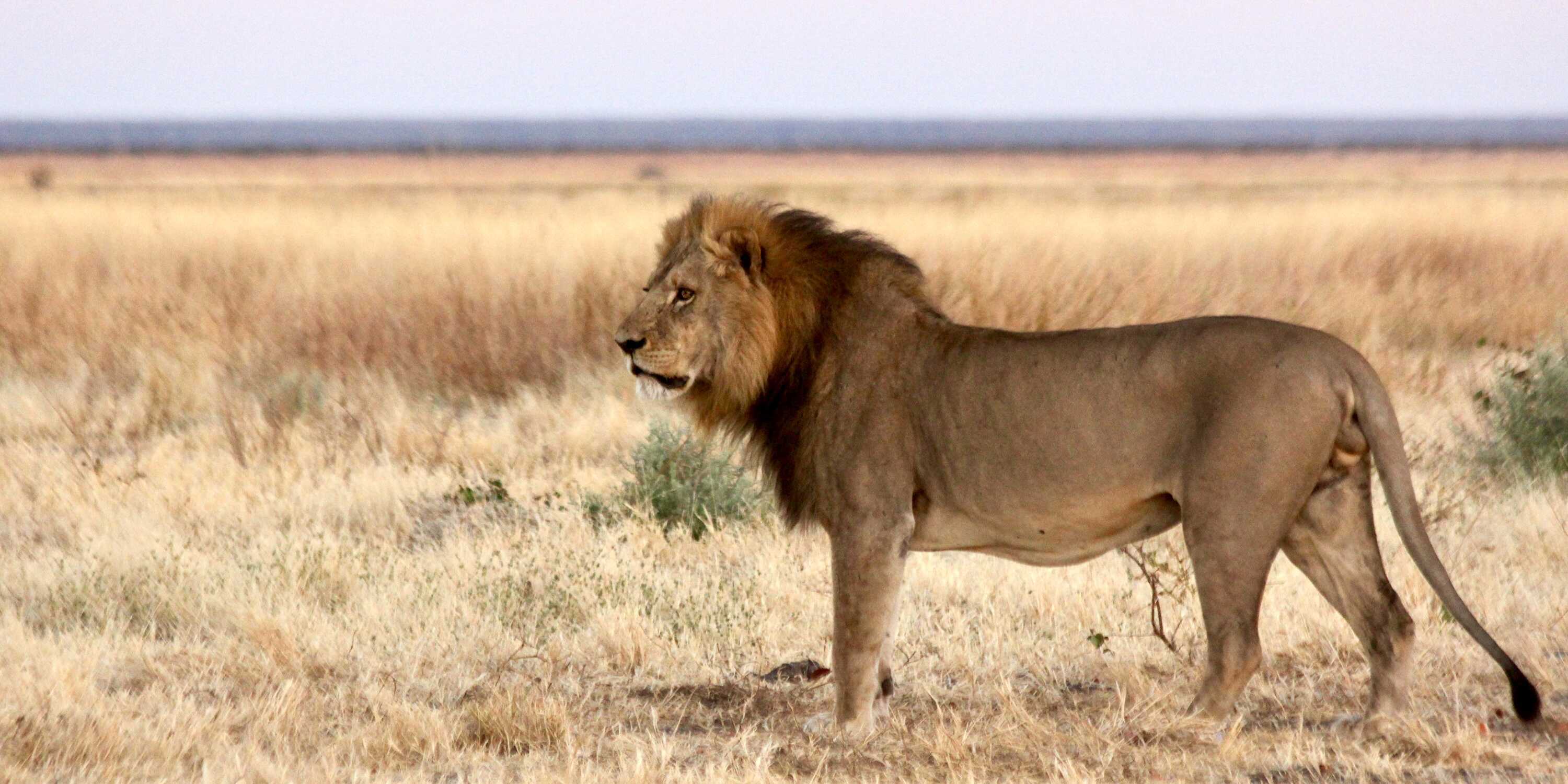 A lone male lion gazes out across a grassy plain.