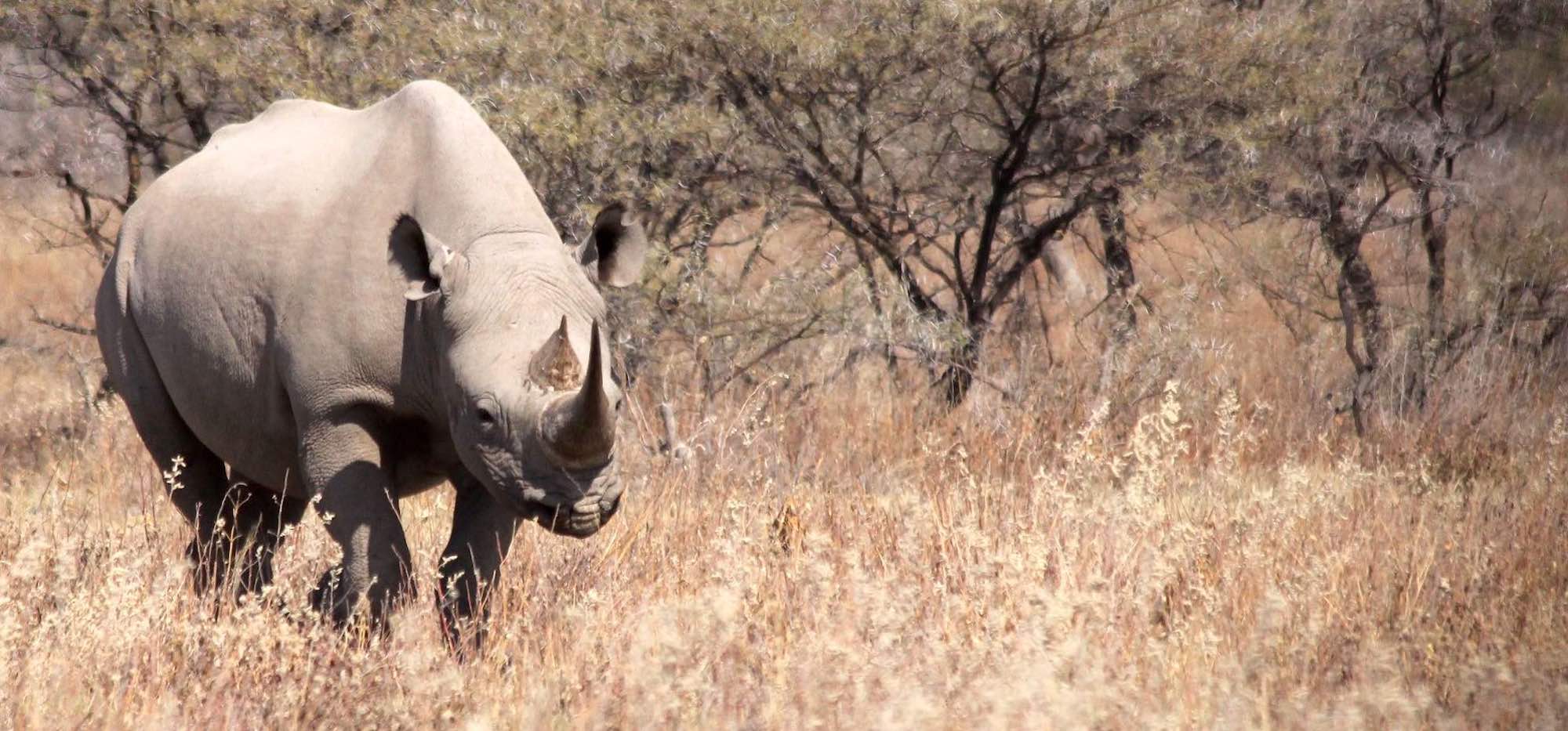 Black rhino in Etosha.