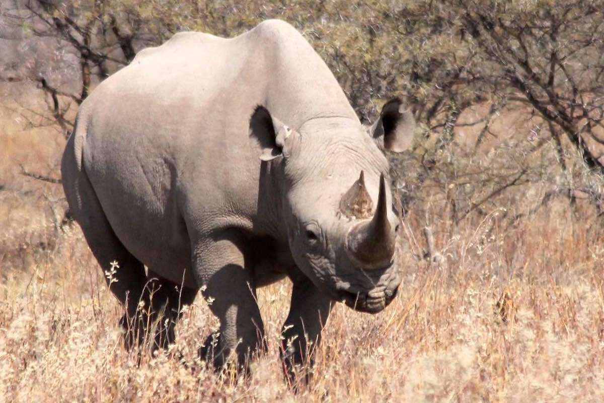 A Namibian black rhino.