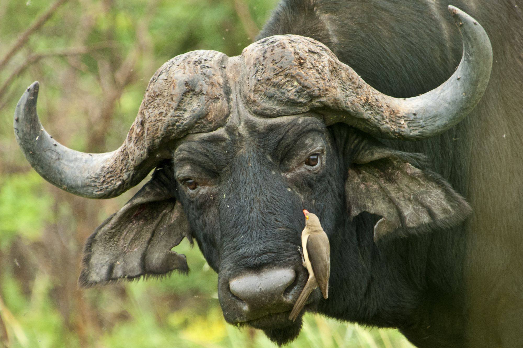 An oxpecker gazes at the buffalo it has perched on, while the buffalo stares into the camera.