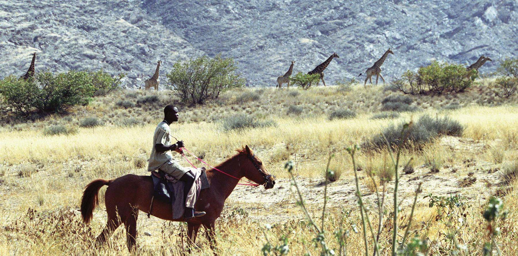 A game guard on horseback with a group of giraffe in the background.