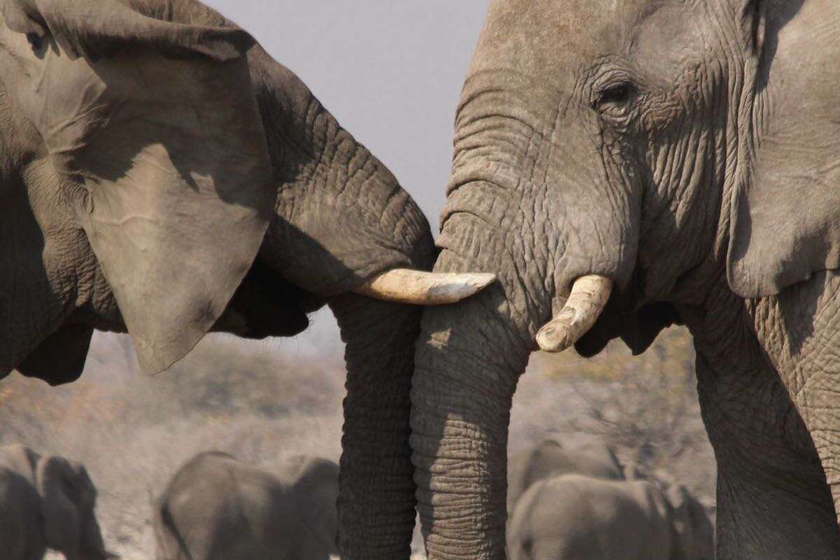 Two elephants spar with each-other.