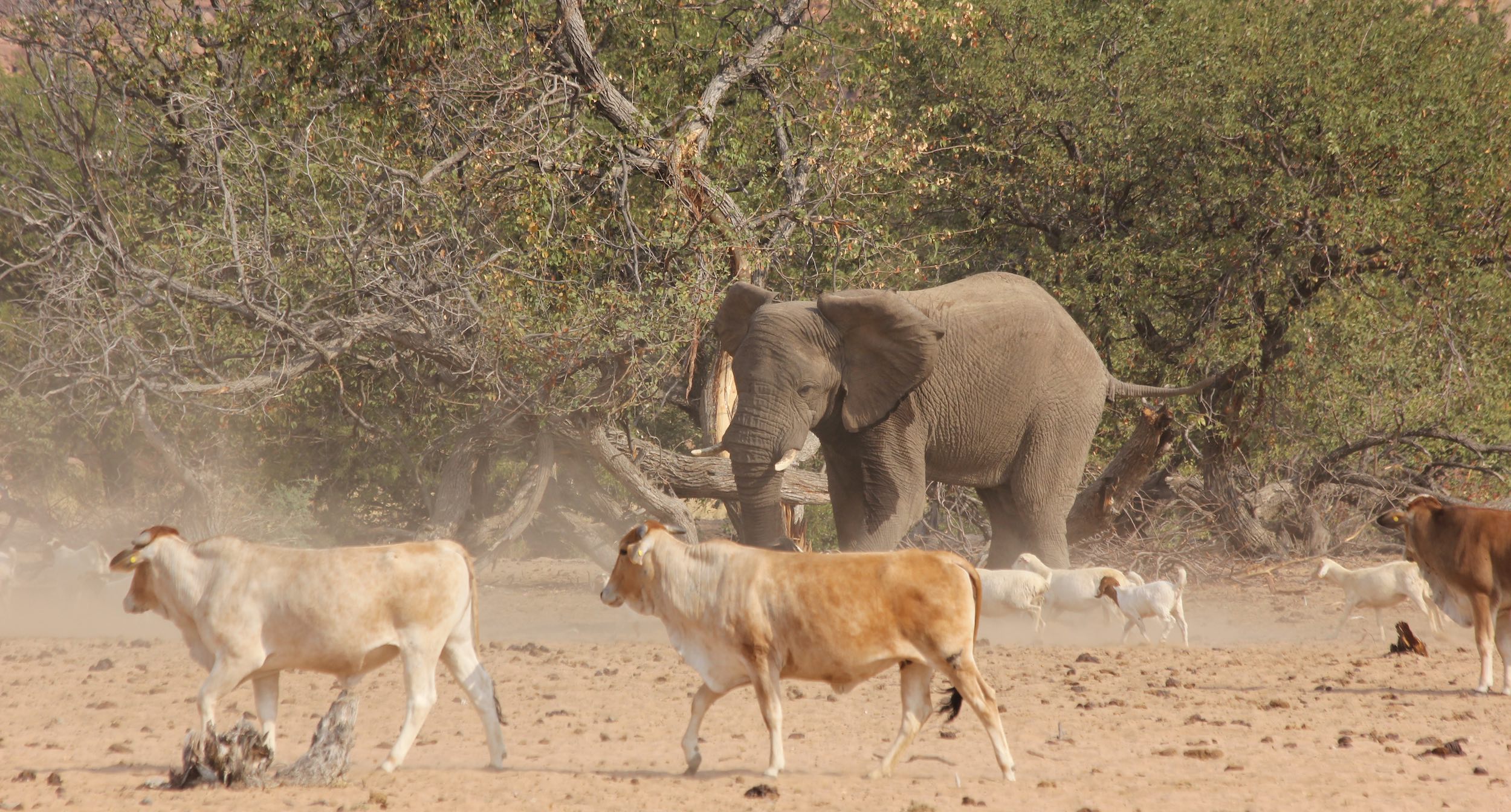 Elephant with cows in Namibia