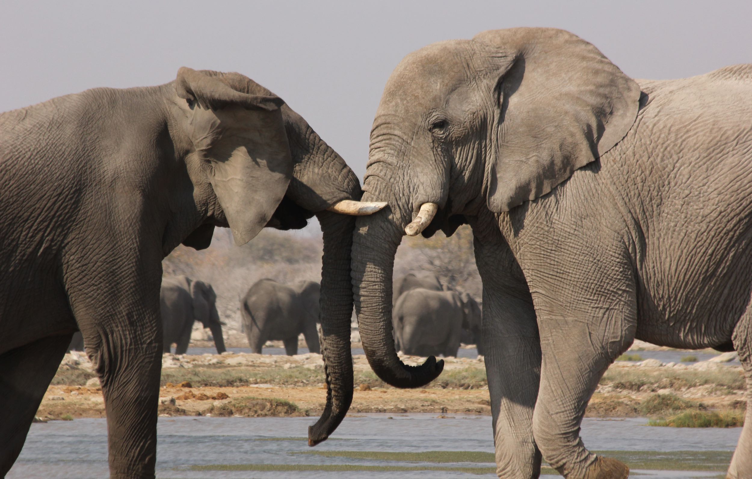 Elephants sparring