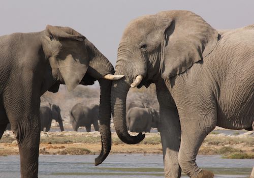 Two elephants spar with each-other.