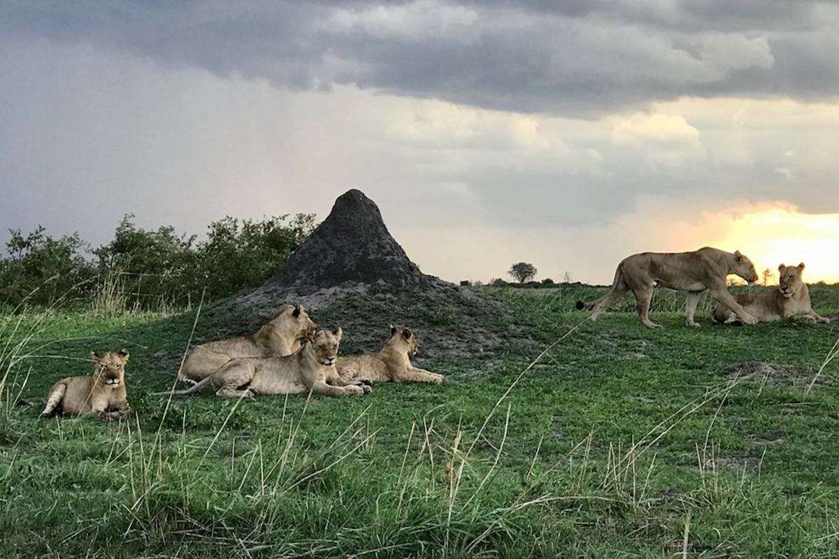 A pride of lions relaxing at sunset.