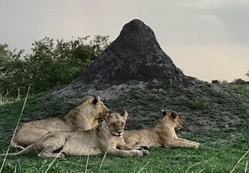 A pride of lions relaxing at sunset.