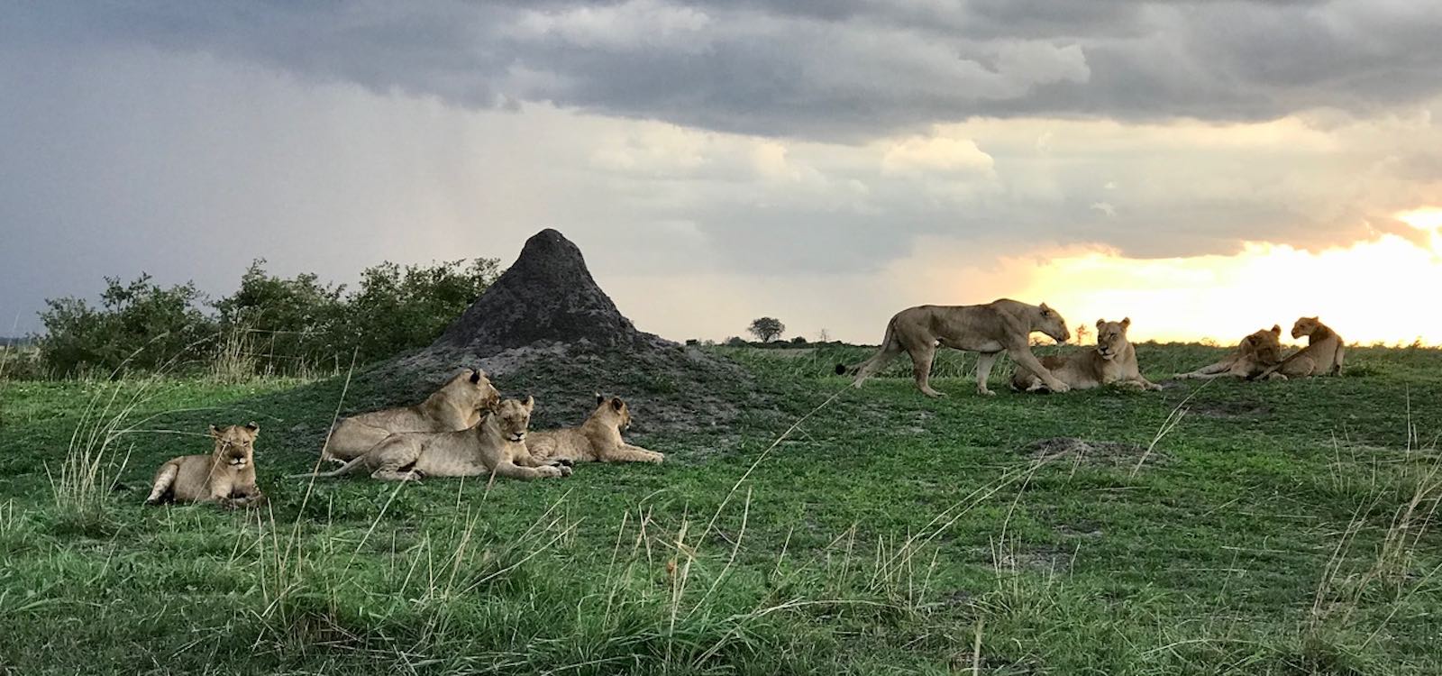 A pride of lions relax as the sun sets behind them.