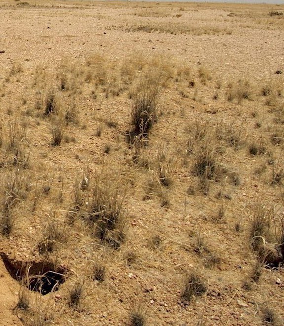 The Namib Desert's Hairy-footed Ecological Engineers