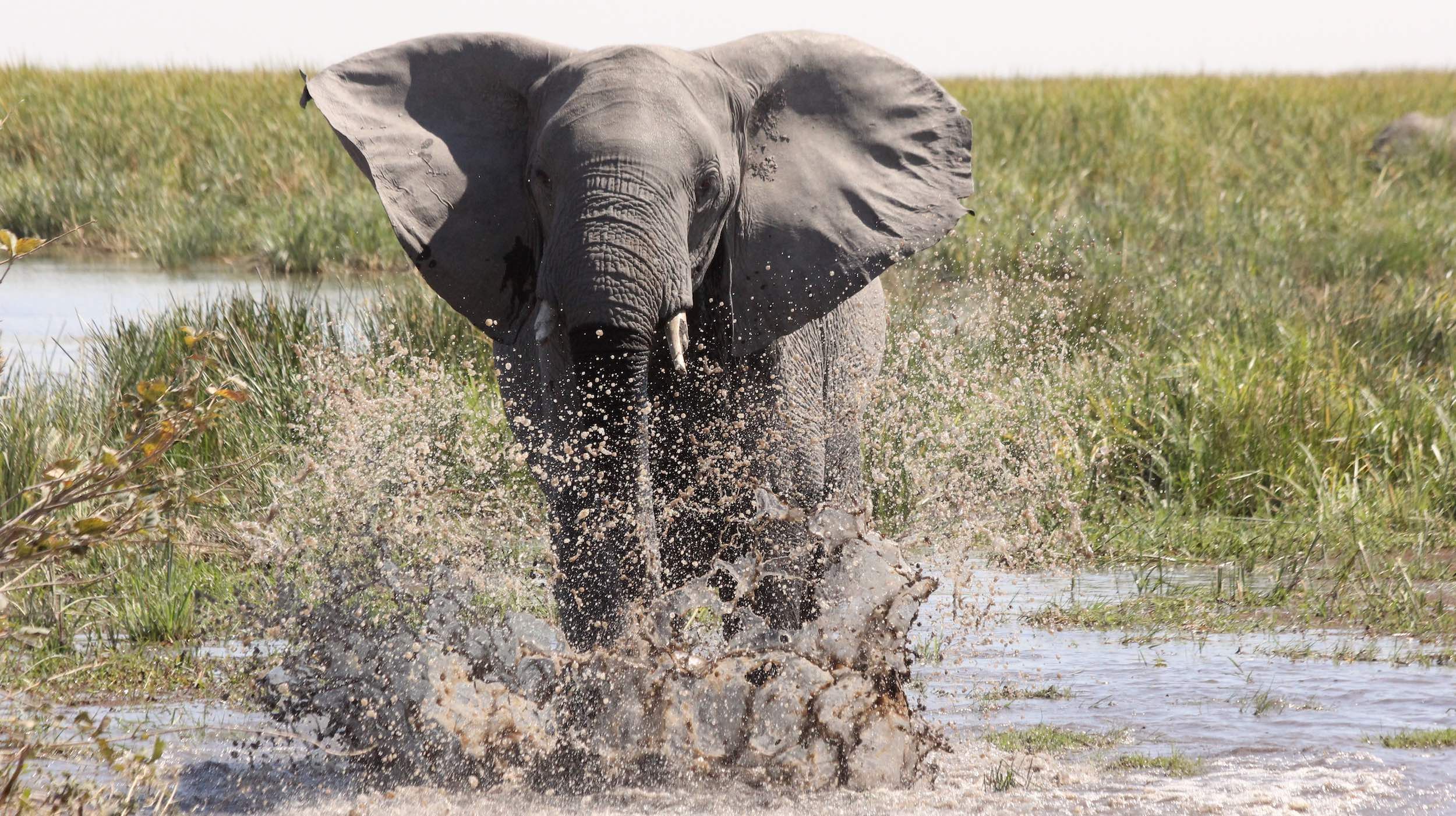 An elephant charges through a river towards the camera.