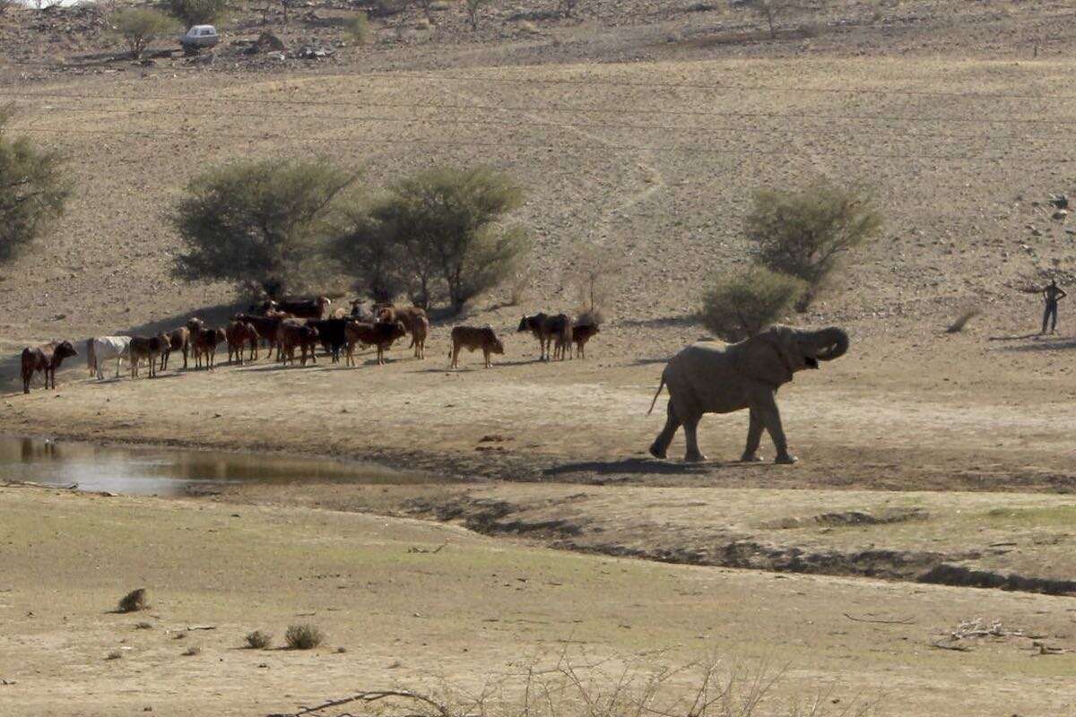 A group of cattle, and an elephant share a waterhole while a lone herder looks on.