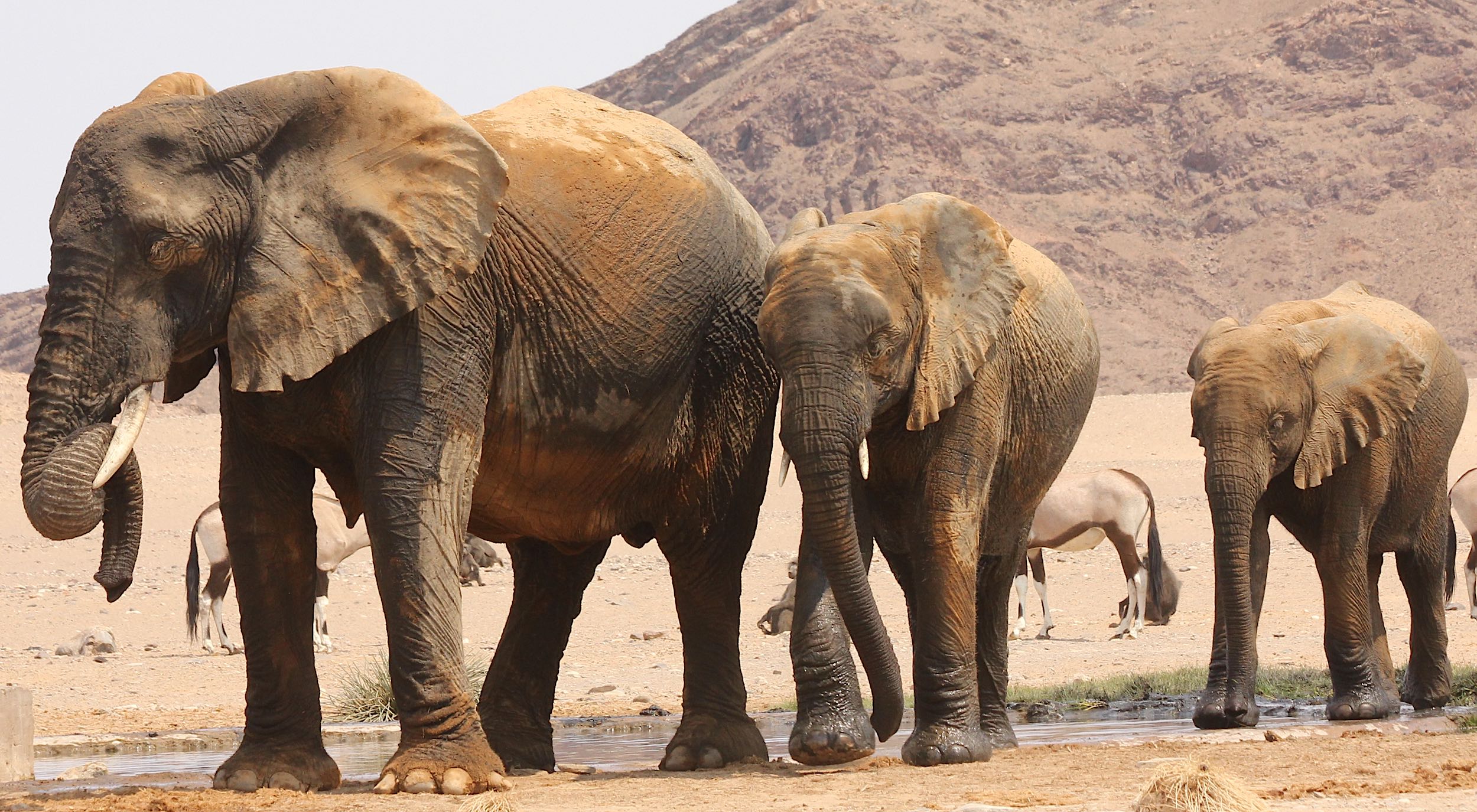 Three elephants emerge, wet, from a waterhole, with gemsbok and baboons awaiting their turn in the background.