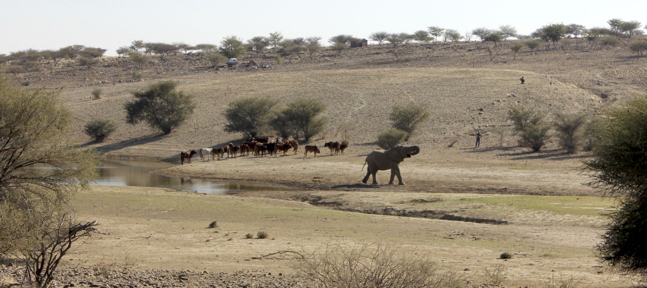 A group of cattle, and an elephant share a waterhole while a lone herder looks on.