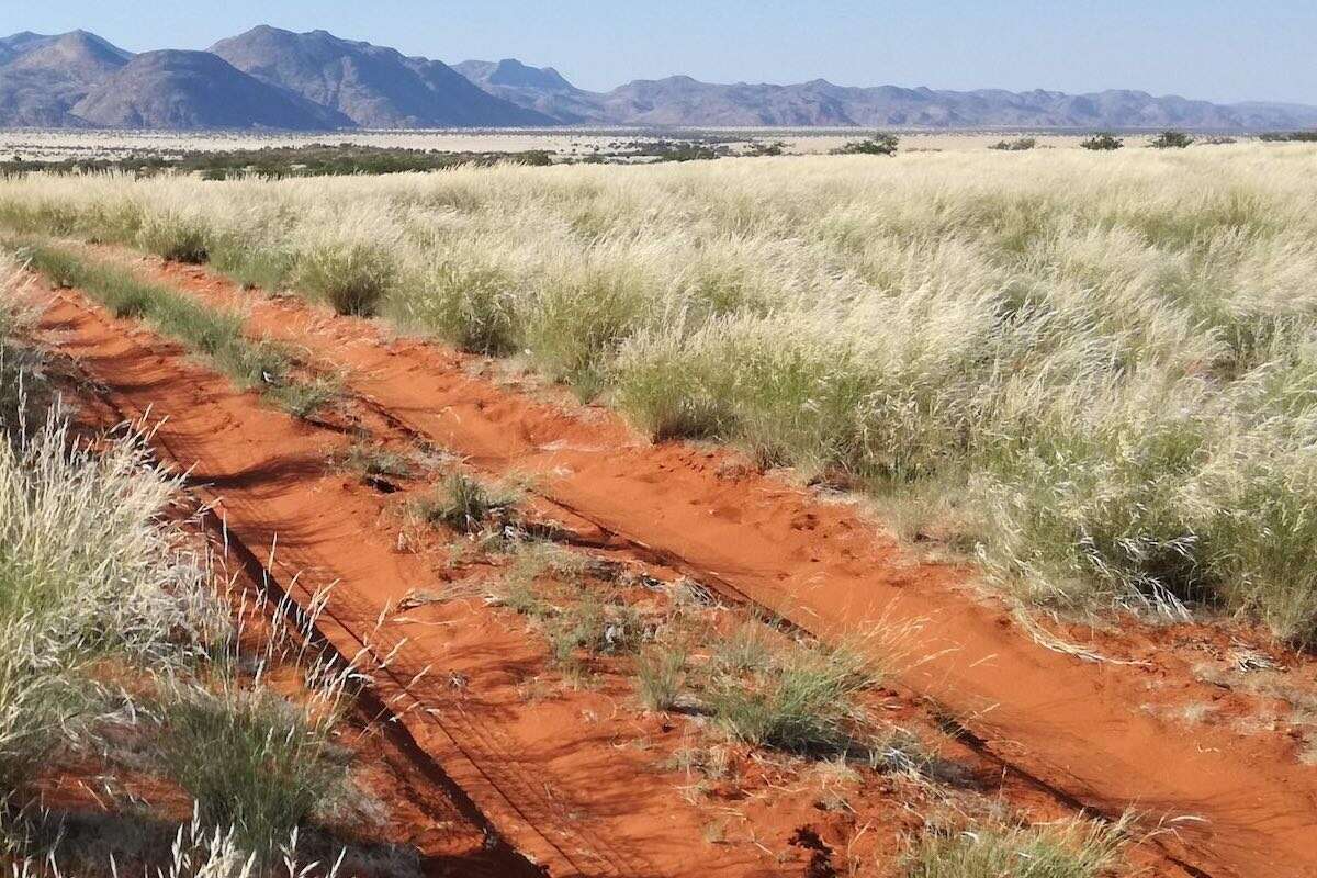 Namibian rangeland.