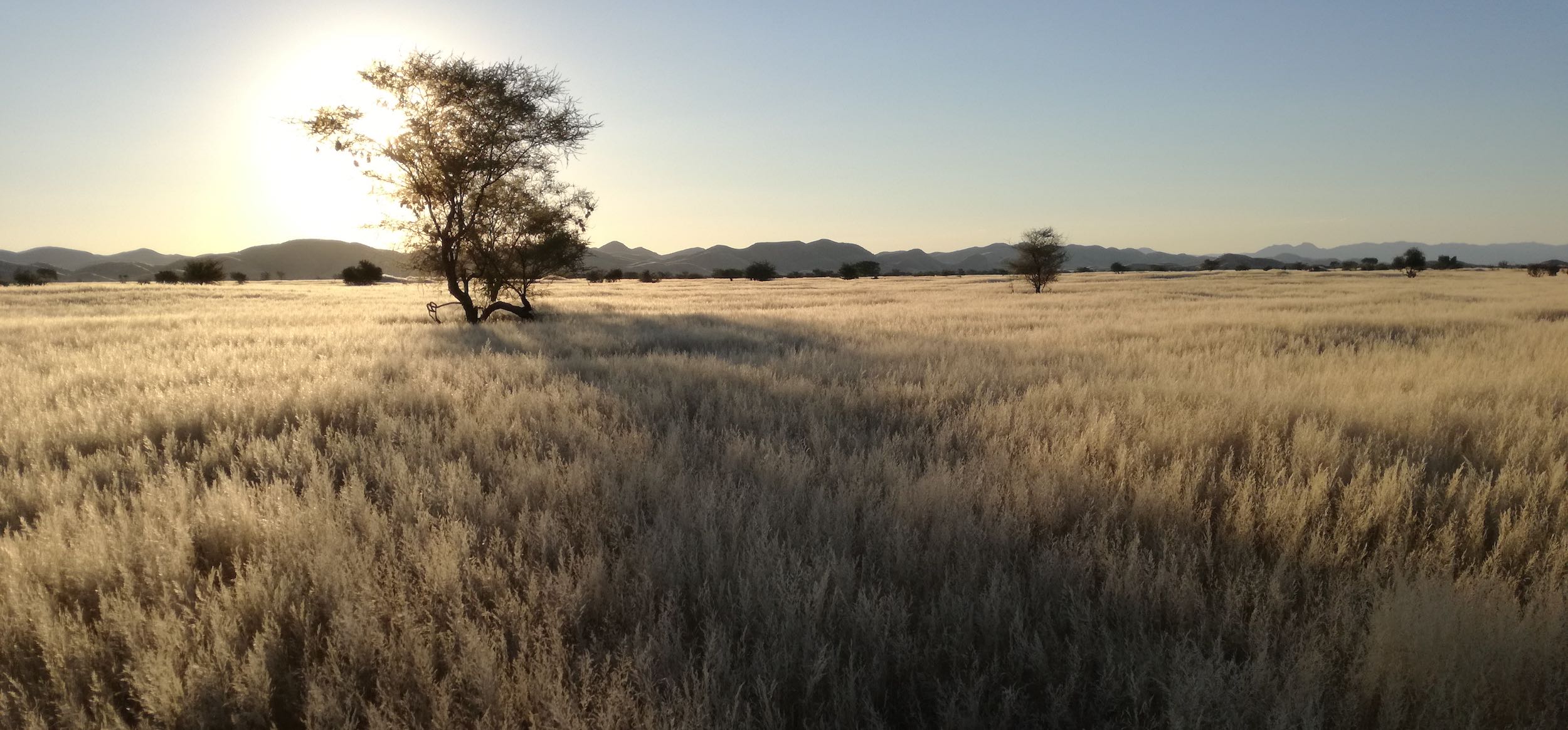 Namibian grasslands.