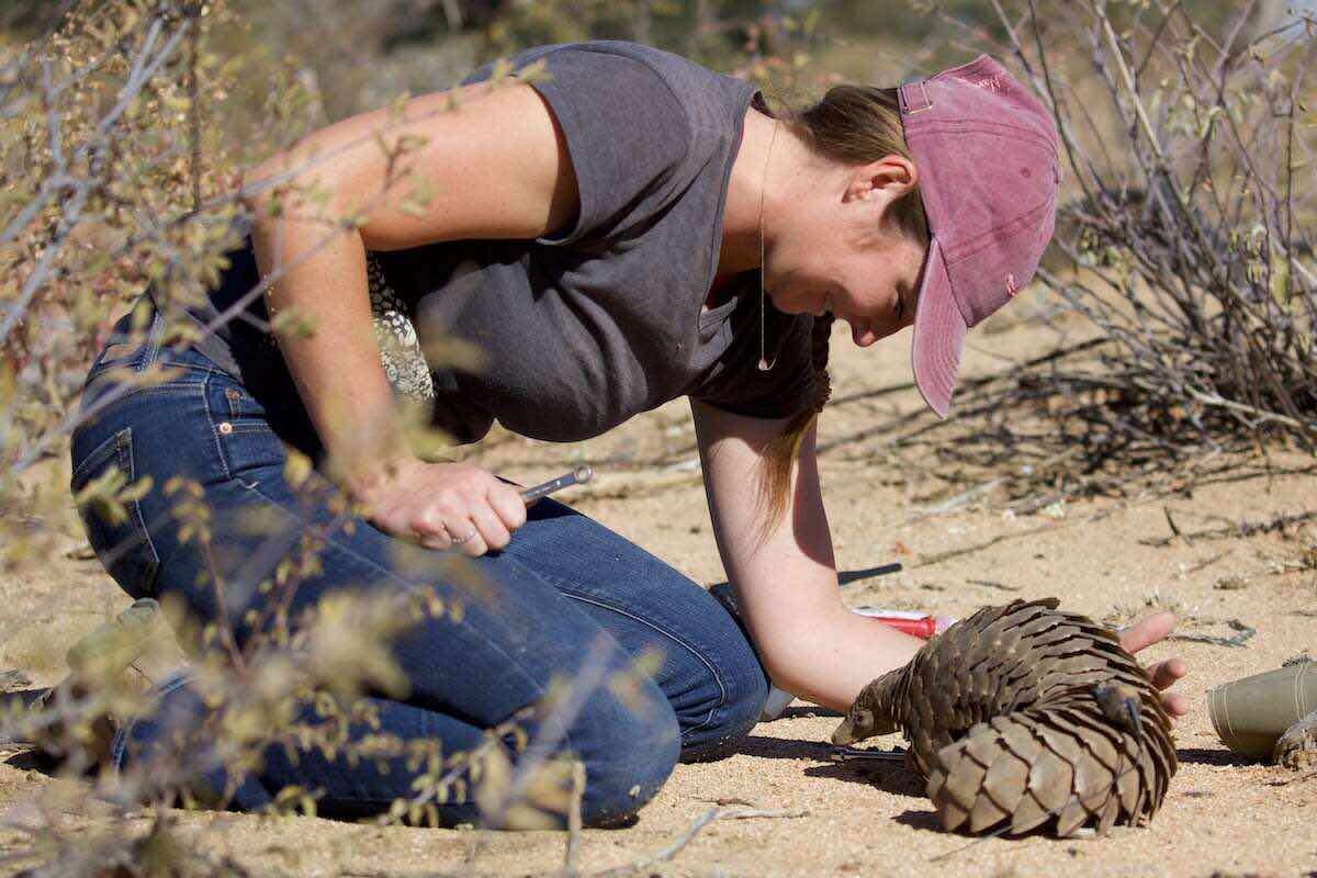 A newly released pangolin walks off into the sunset.