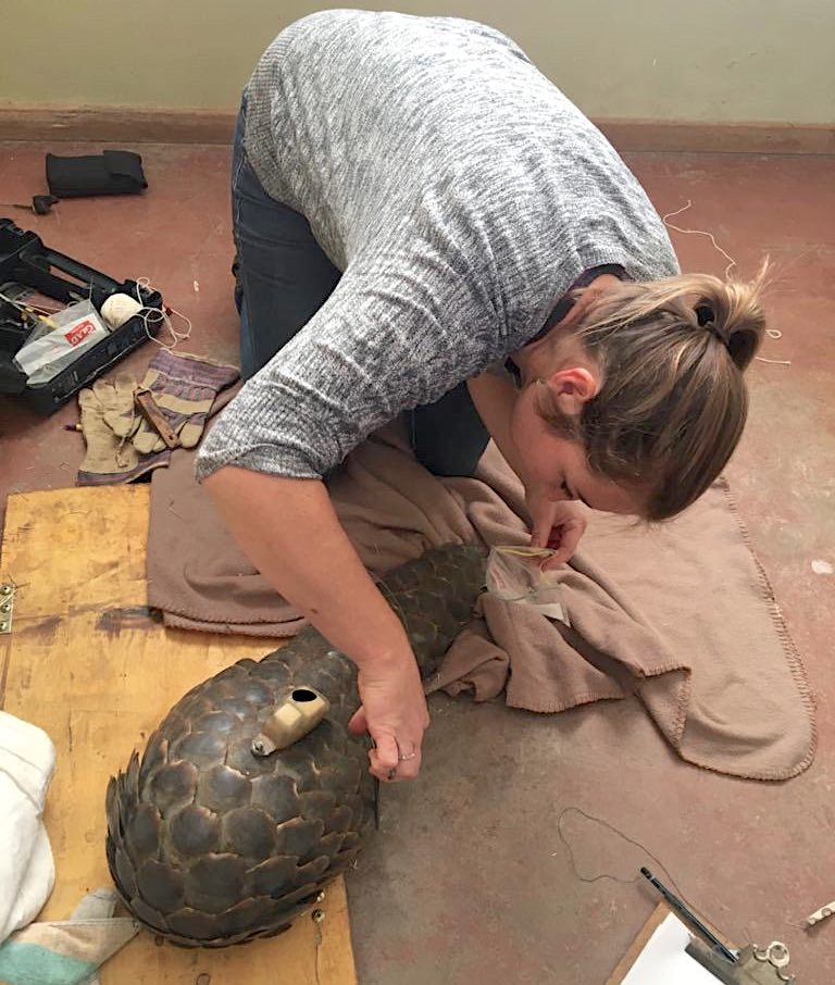 A woman kneels in front of a pangolin and carefully removes mites from under the scales