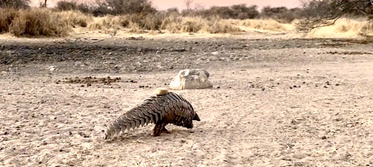 A newly released pangolin walks off into the sunset.