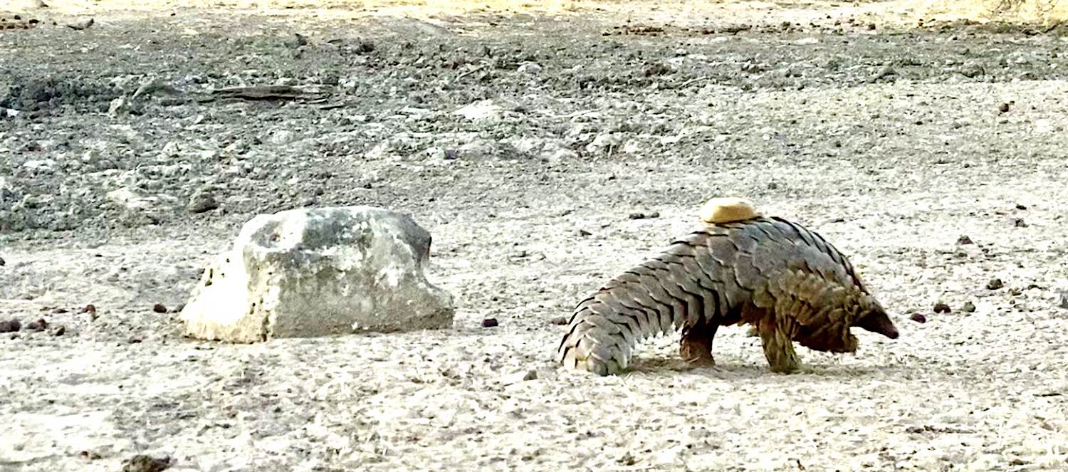 A pangolin walks away from the camera, sporting a small tracker on her back.