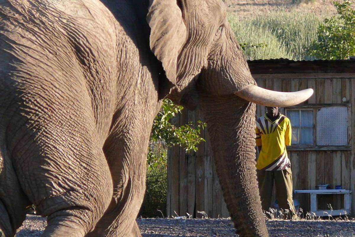 A large elephant approaches a man standing in front of a small wooden shack.