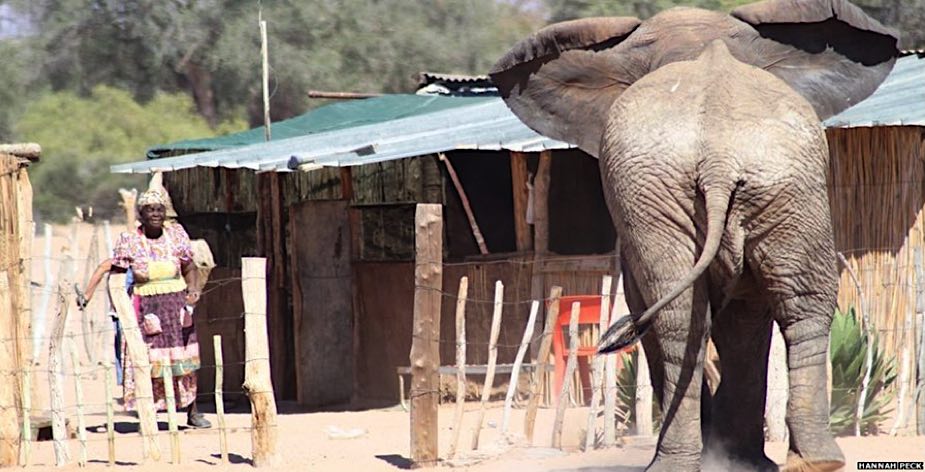 An elephant approaches a frightened looking woman standing in the yard of her house.