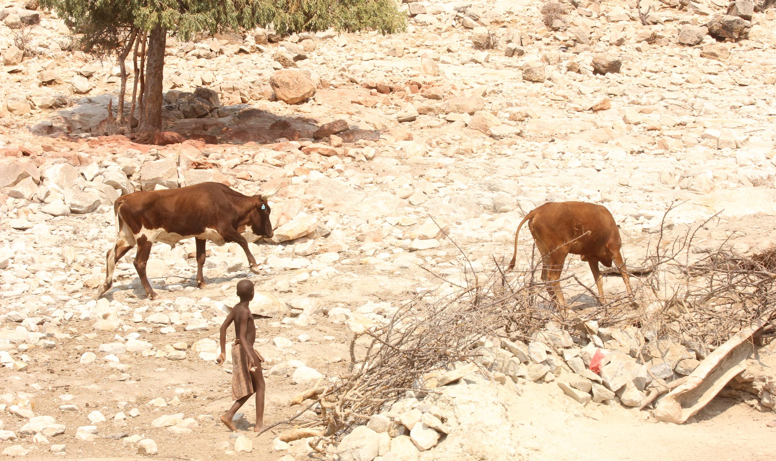 Two cows walk across a rocky landscape, guided by a young barefooted Himba boy.