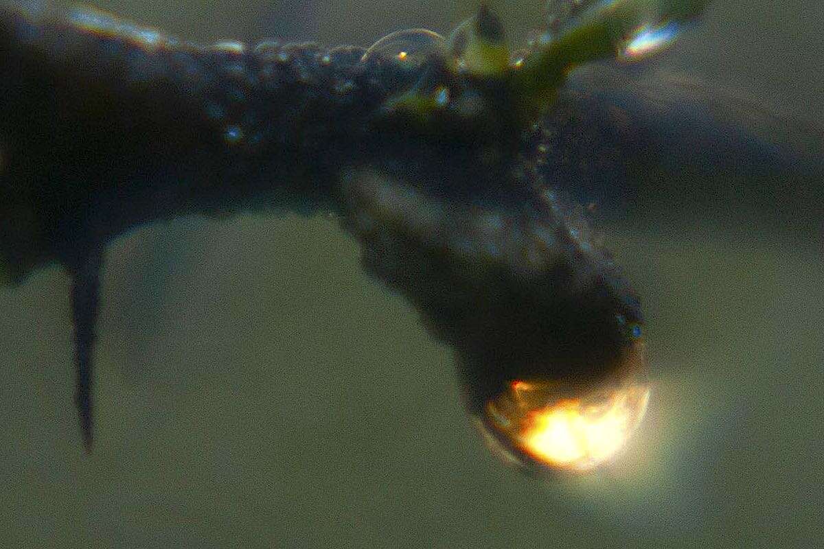 A rain droplet hanging from a tree is illumnated by the moon.