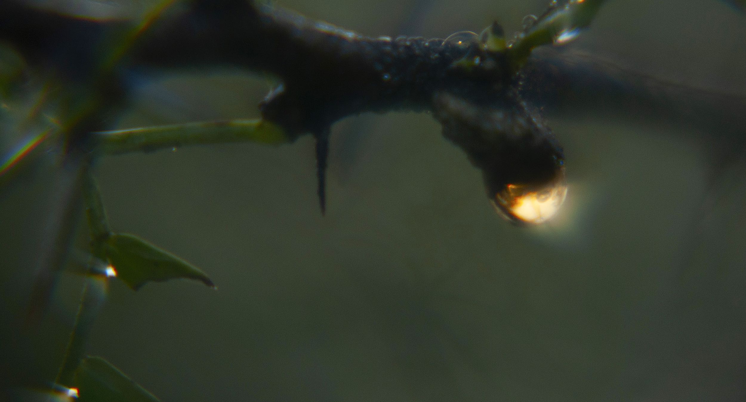 A rain droplet hanging from a tree is illuminated by the moon.