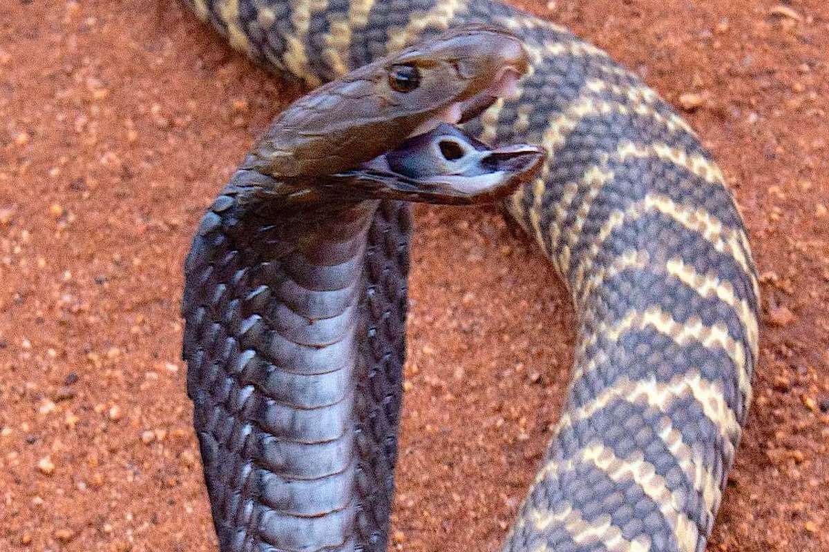 A western barred spitting cobra, also known as a Zebra Snake.