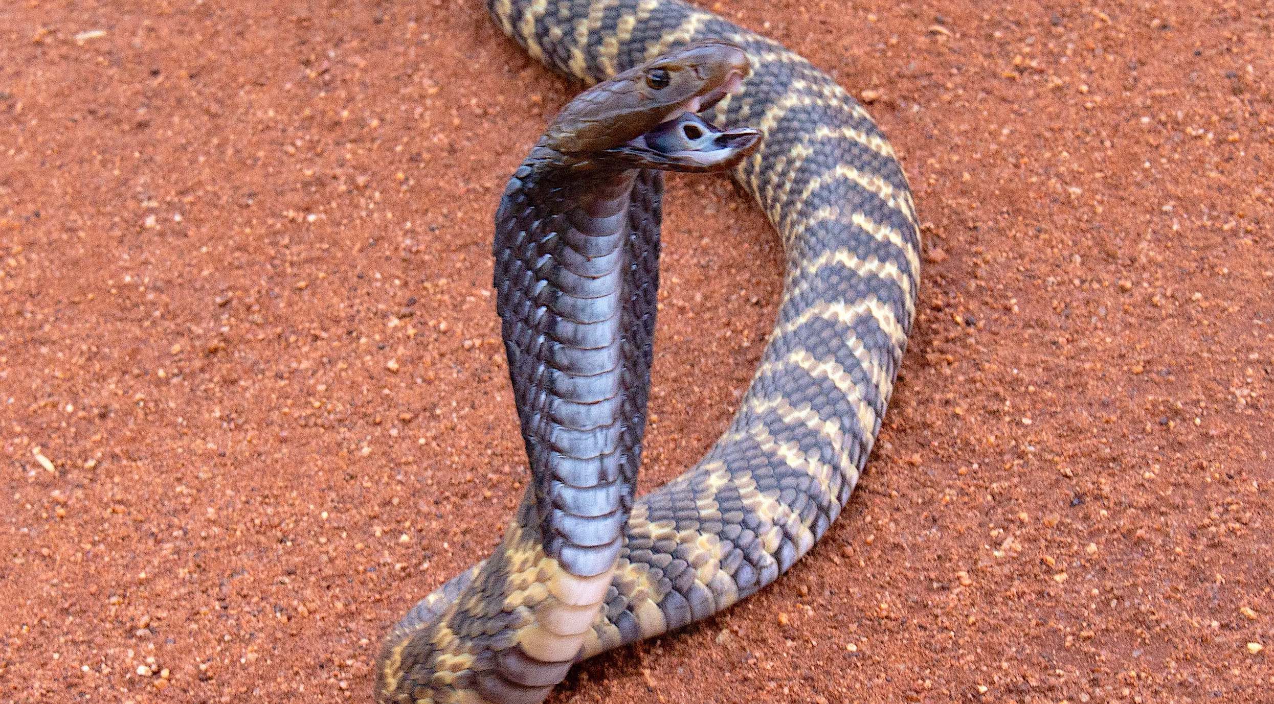 A western barred spitting cobra, also known as a Zebra Snake.