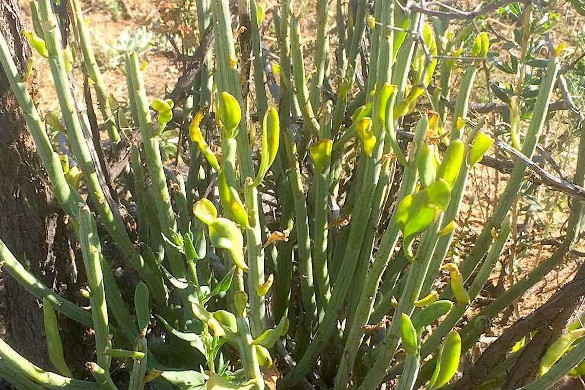 Namibian succulents.