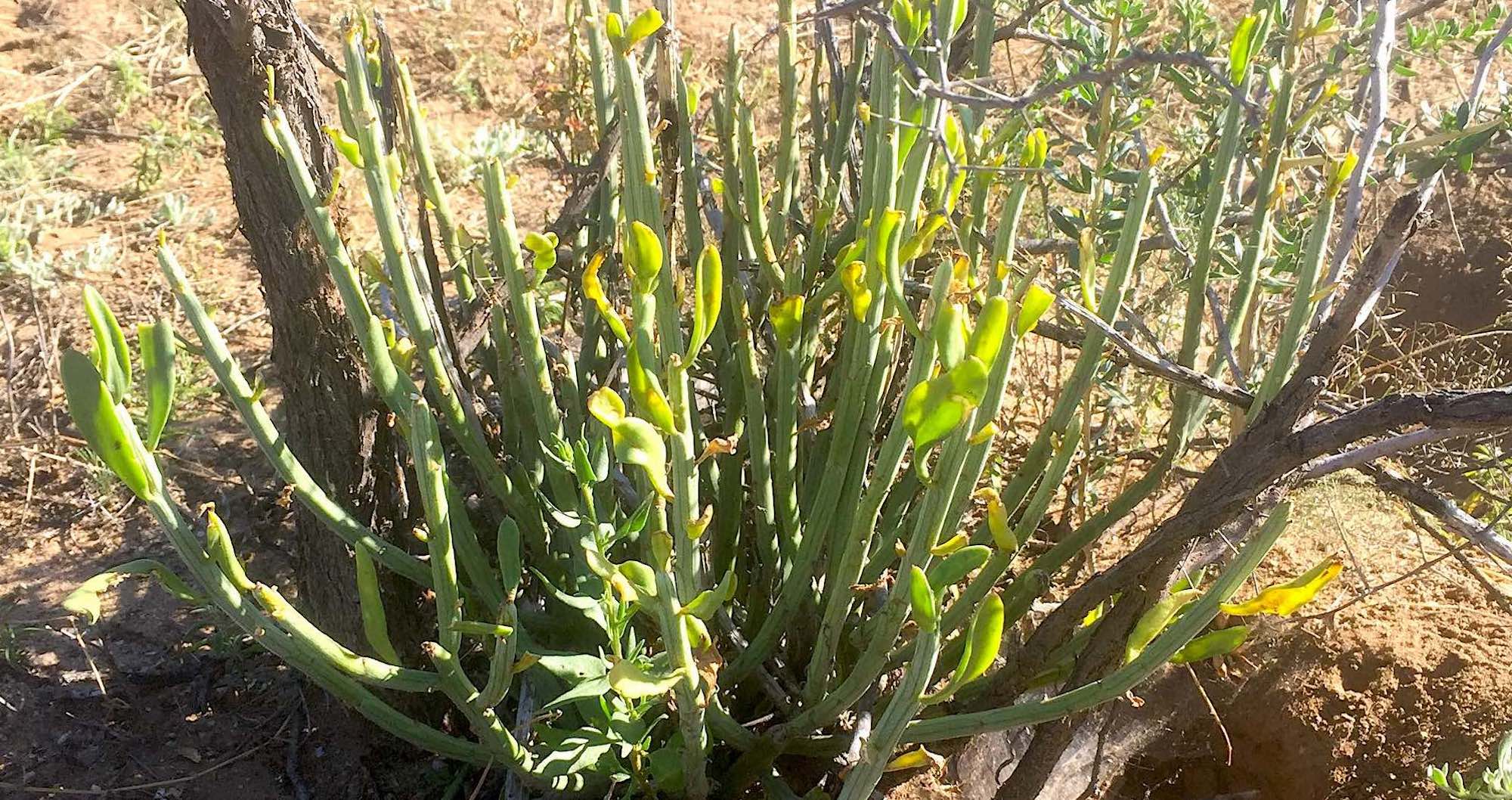 Green Kleinia longiflora plant.