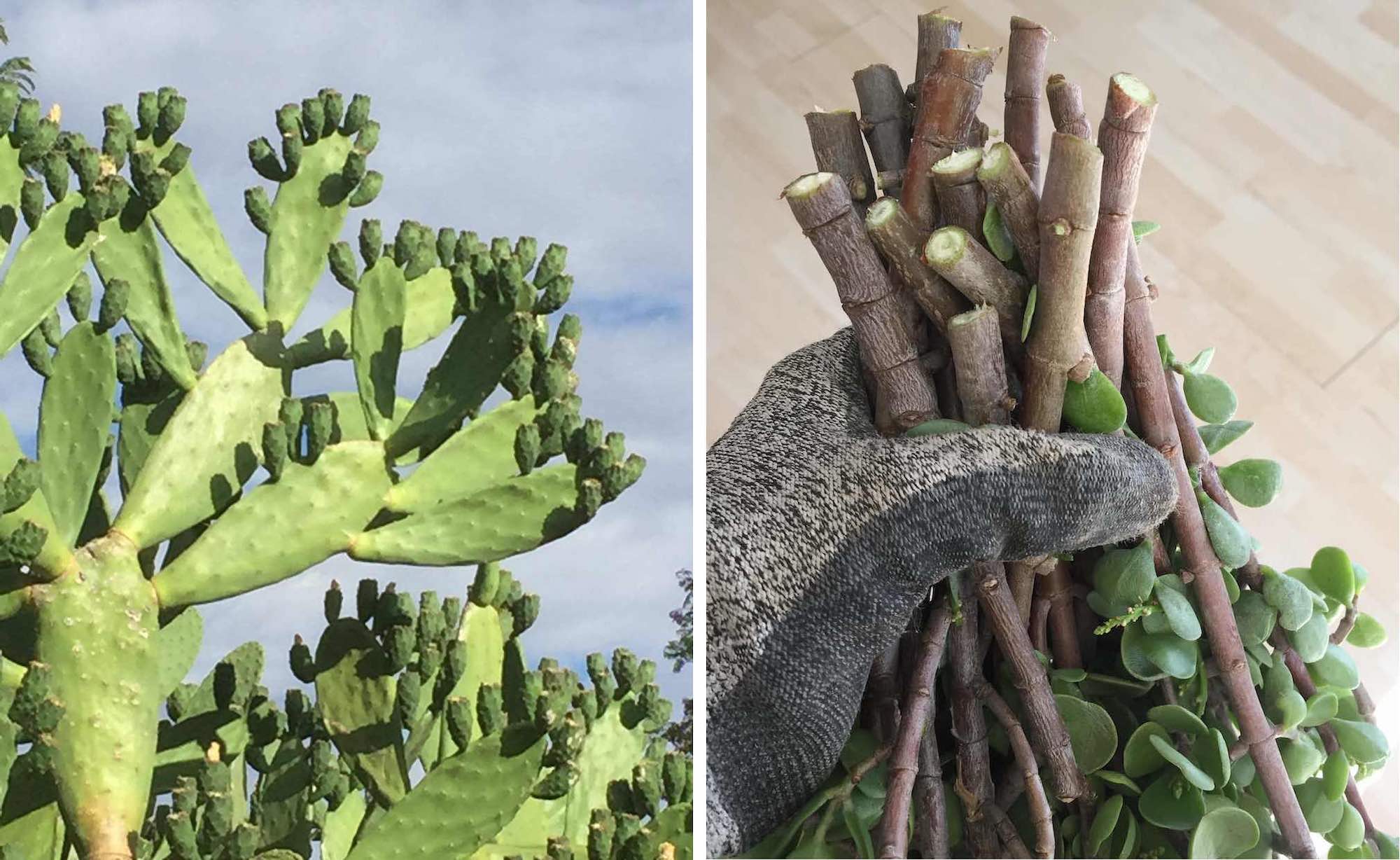 Opuntia ficus-indica and Portulacaria afra.