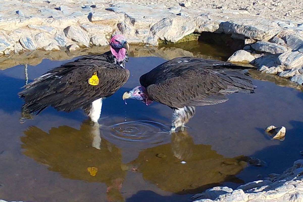 Two vultures at a waterhole.