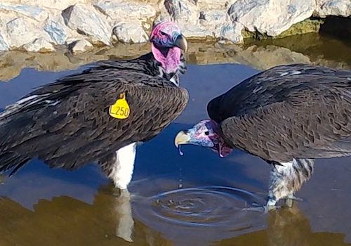 Two vultures at a waterhole.