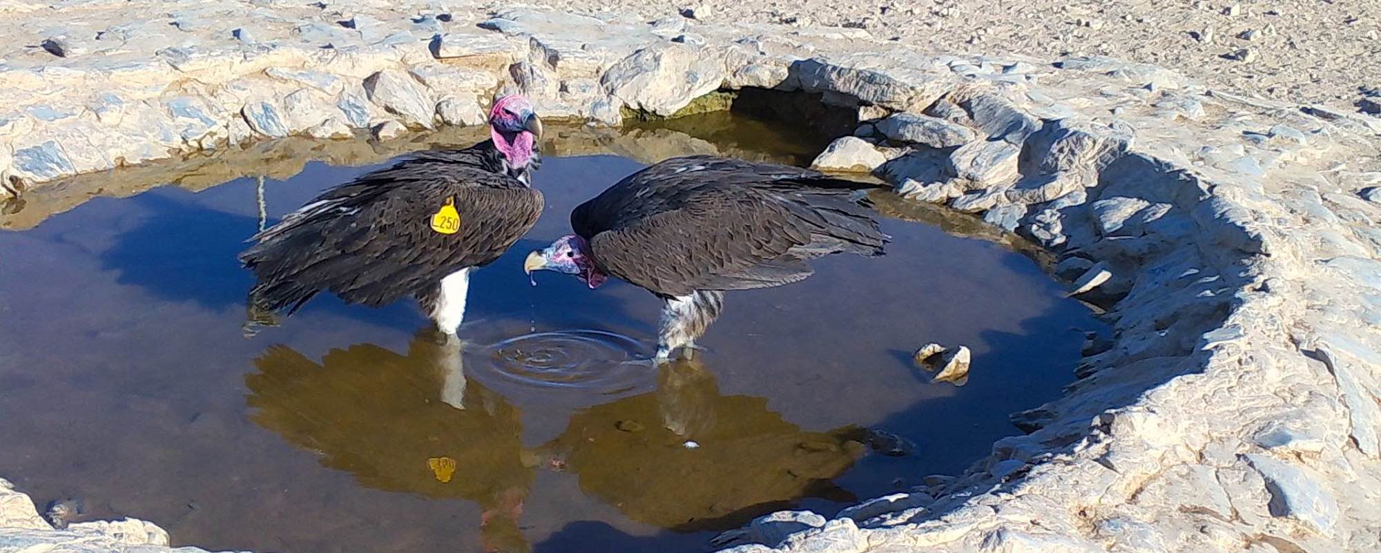 Two lapped-faced vultures drink from an artificial waterhole.