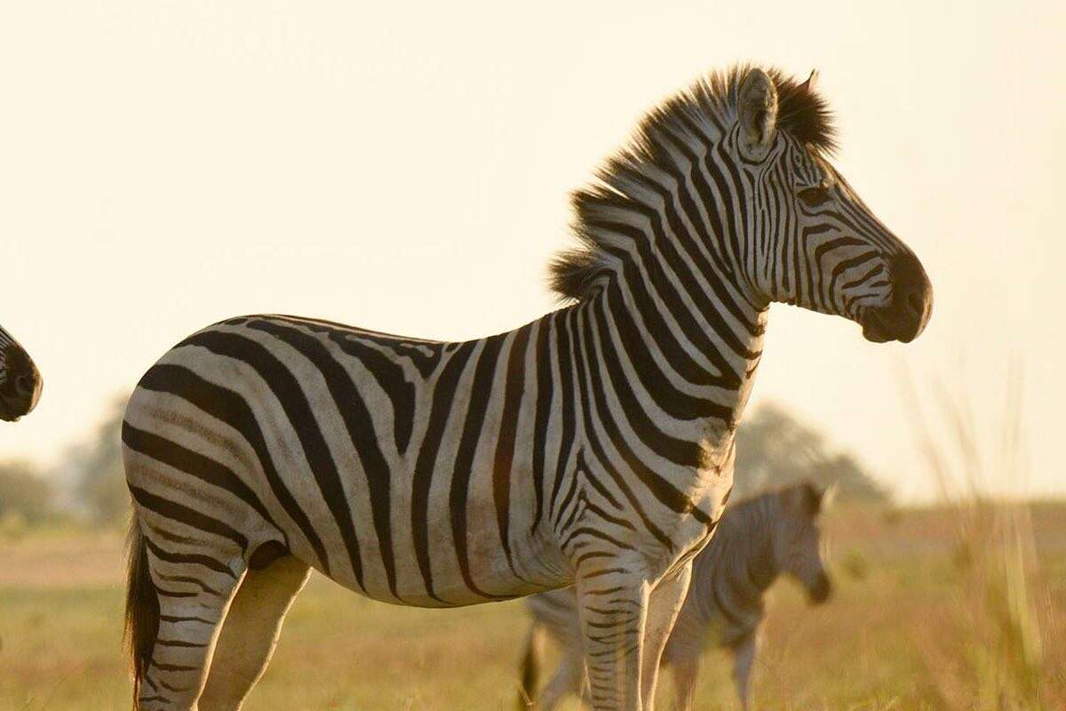 Zebra at sunset.