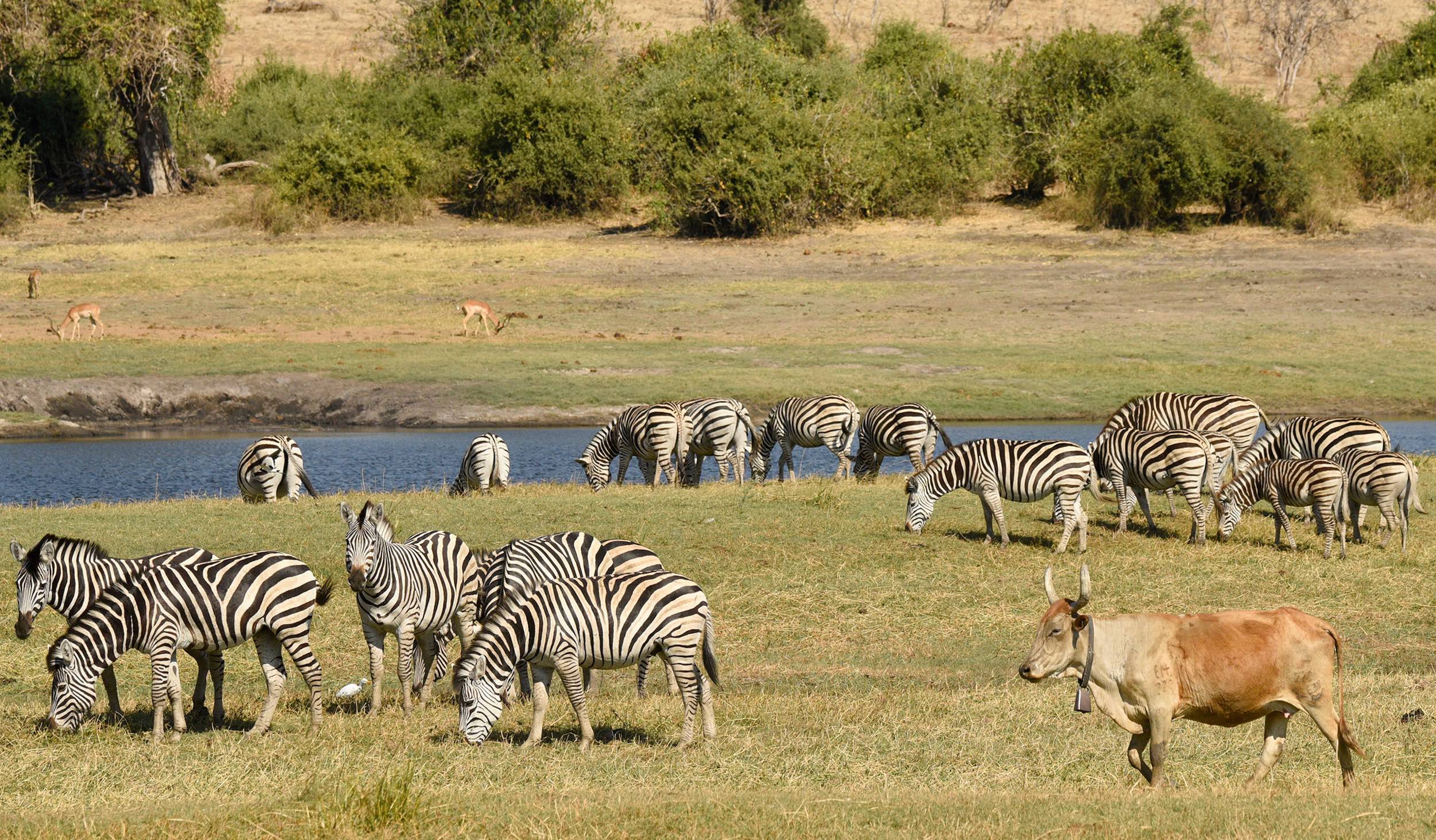 A group of zebra graze next to a river while a cow wanders through them.