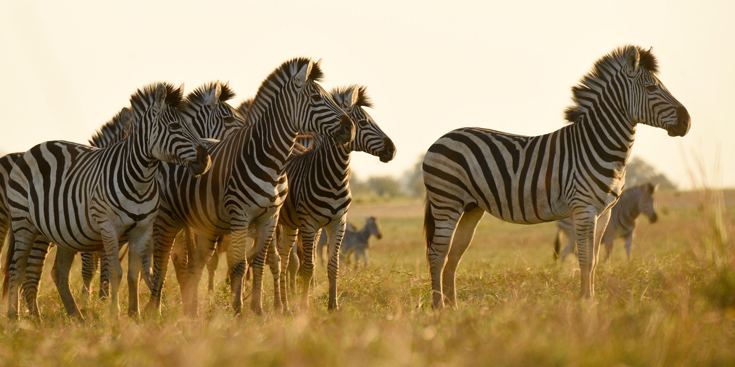 Zebra at sunset.