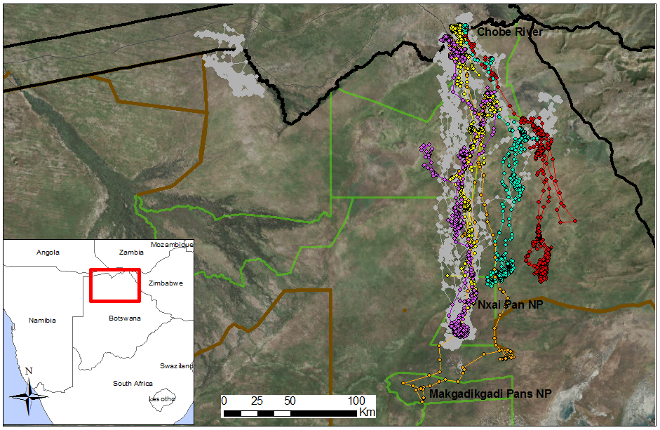 A map showing GPS tracking data of different zebras.