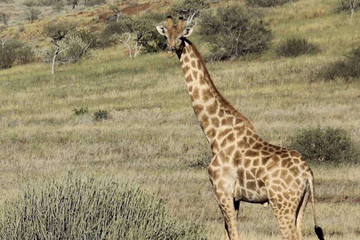 A lone giraffe against a green landscape.