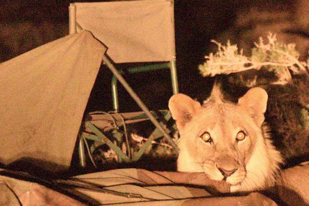 A lion chews on the corner of a canvas tent, while camp chairs sit in disarray behind him.