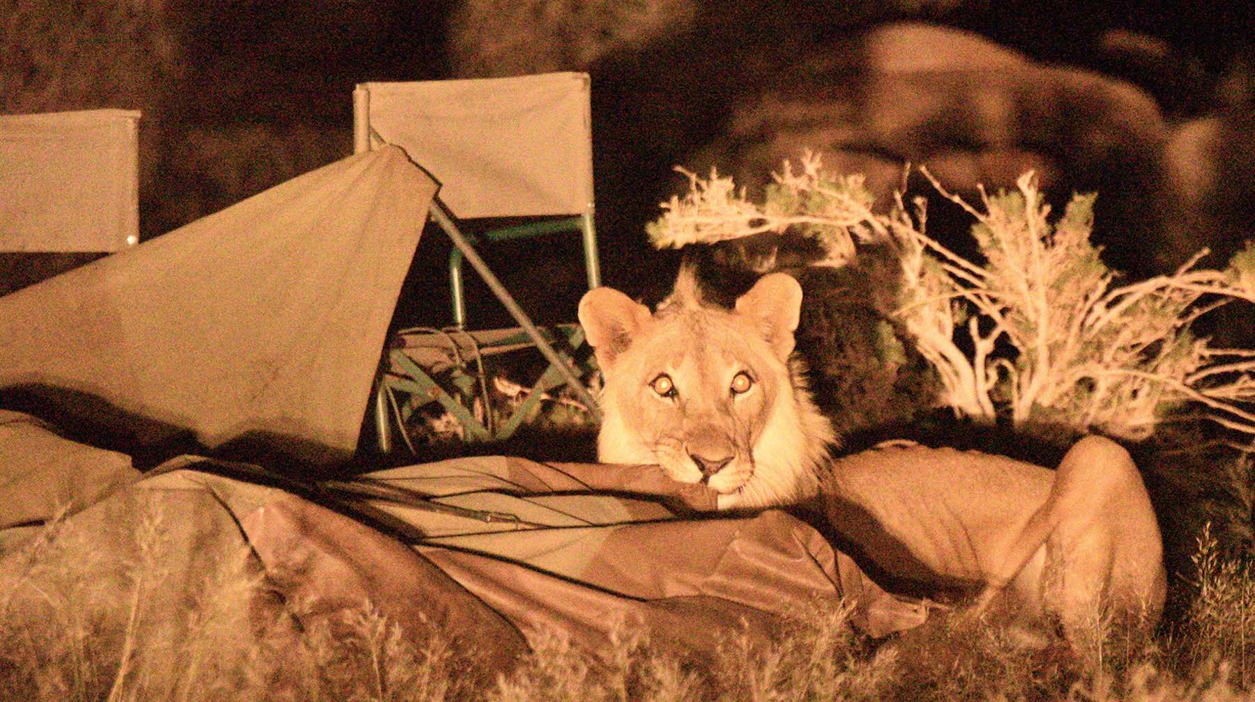A lion chews on the corner of a canvas tent, while camp chairs sit in disarray behind him.