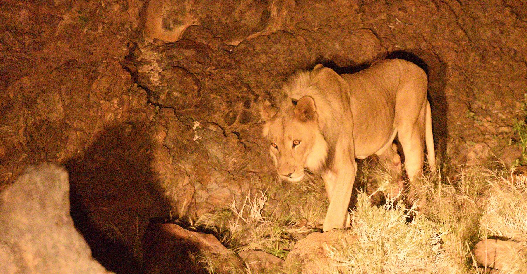 A lion standing amongst rocks.