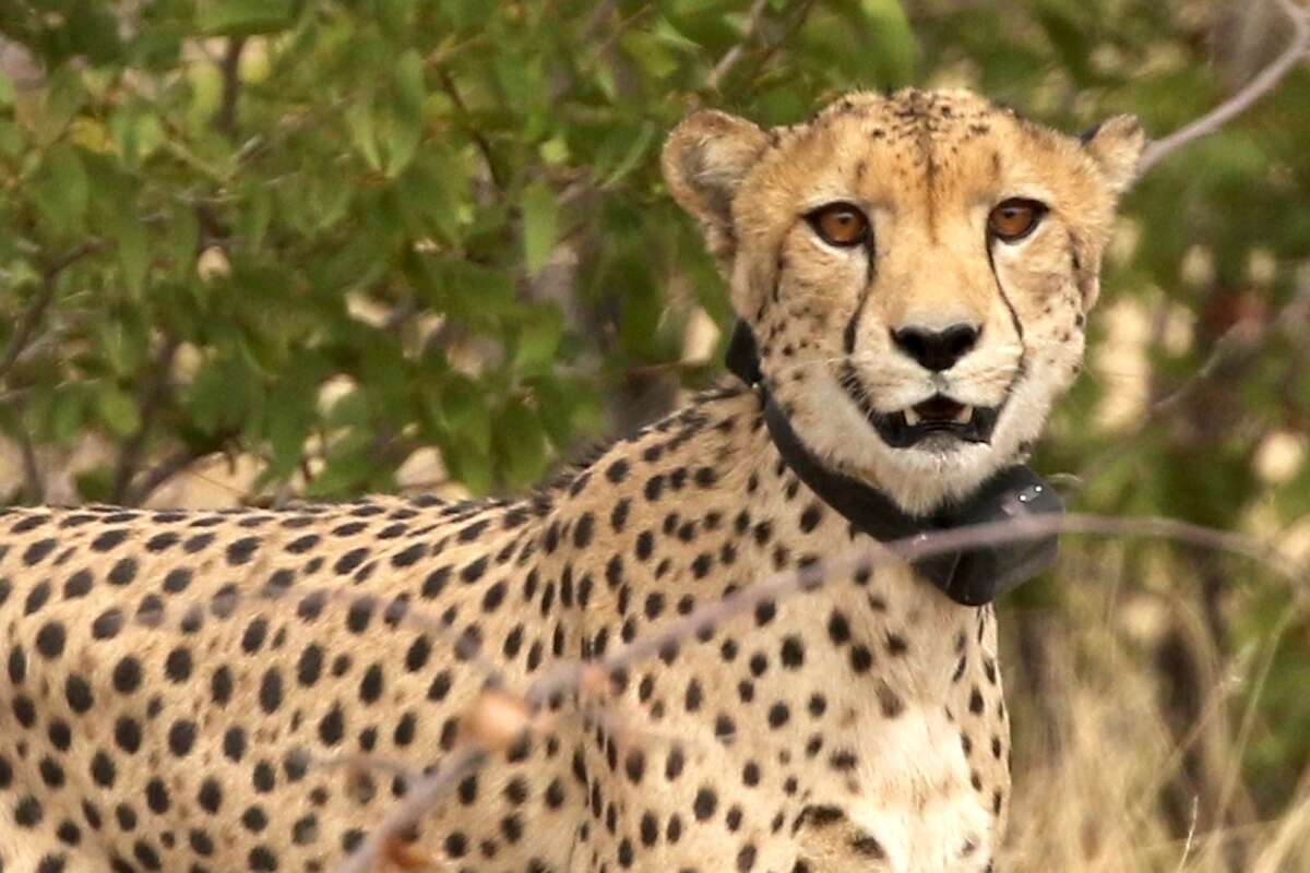 A cheetah wearing a radio collar.