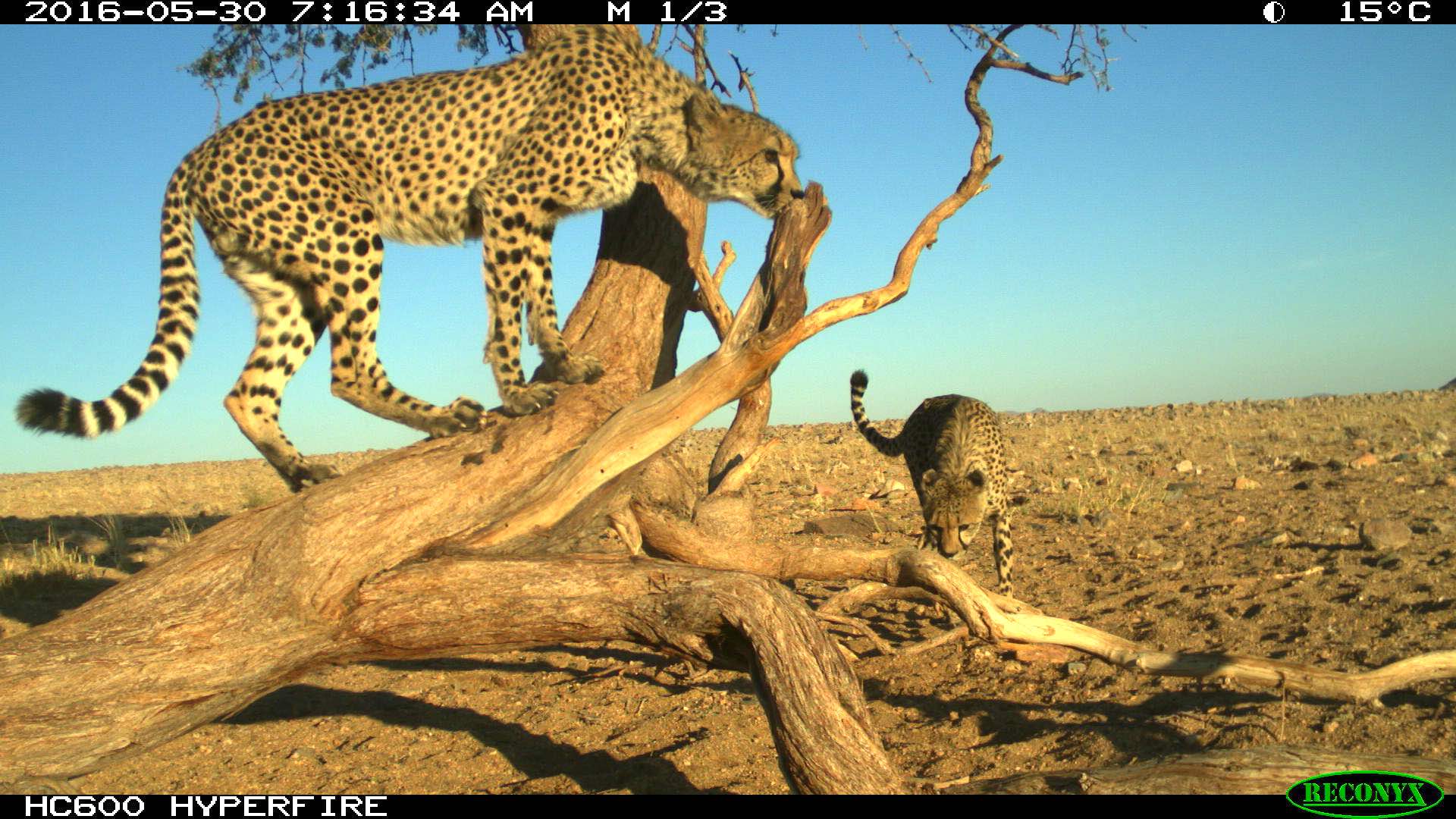 A camera trap photo showing two cheetahs clambering over a dead looking tree.