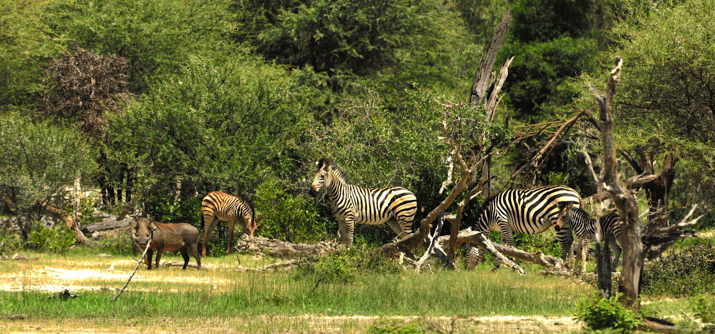 A group of zebra and a warthog.