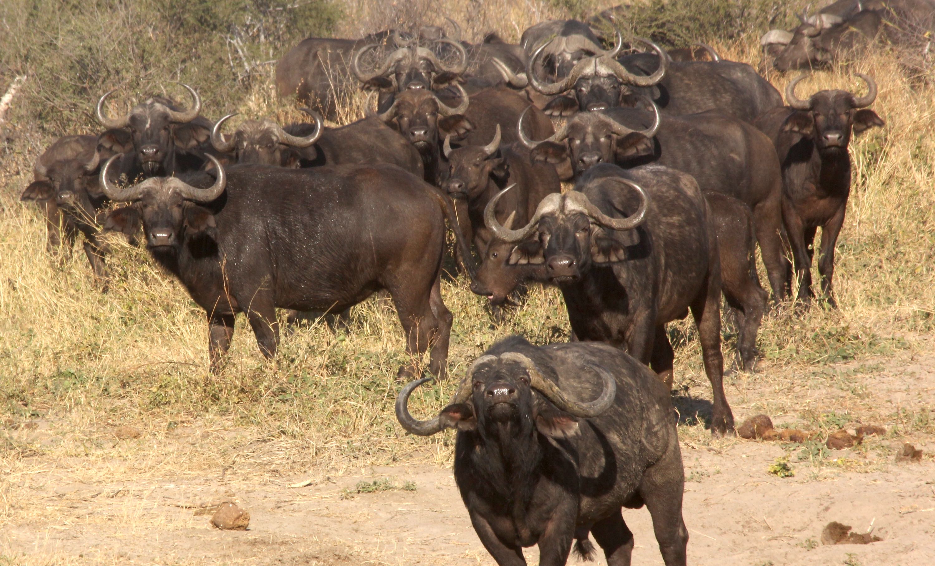 A group of buffalo.